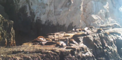 Zalophus californianus