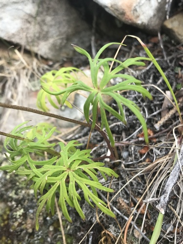 Larkspurleaf Monkshood