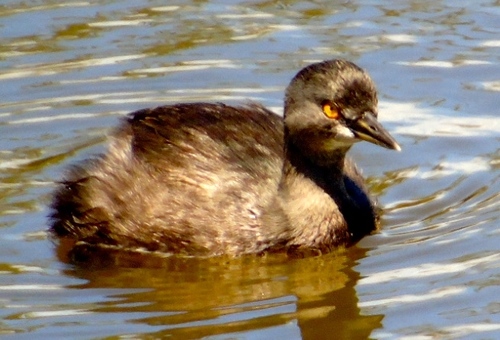 Least Grebe