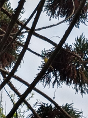 Pitangus sulphuratus