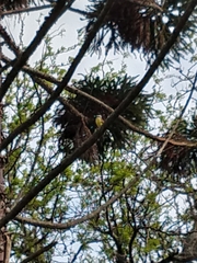 Pitangus sulphuratus