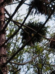 Pitangus sulphuratus