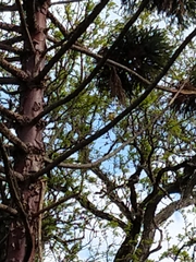 Pitangus sulphuratus