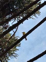 Pitangus sulphuratus