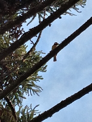 Pitangus sulphuratus