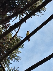 Pitangus sulphuratus