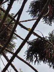 Pitangus sulphuratus