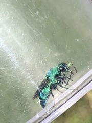 Chrysis conica