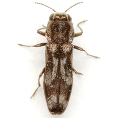 Agrilus subcinctus