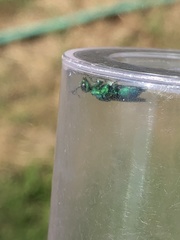 Chrysis conica