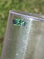 Chrysis conica