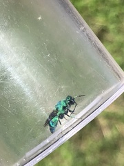 Chrysis conica