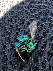 Chrysis conica