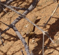 Meroles suborbitalis