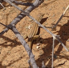 Meroles suborbitalis