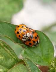 Harmonia axyridis