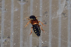 Staphylinus caesareus