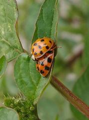 Harmonia axyridis