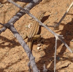 Meroles suborbitalis