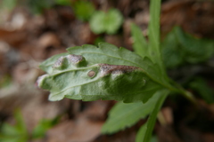 Puccinia dentariae