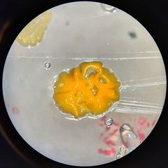 Archaea
