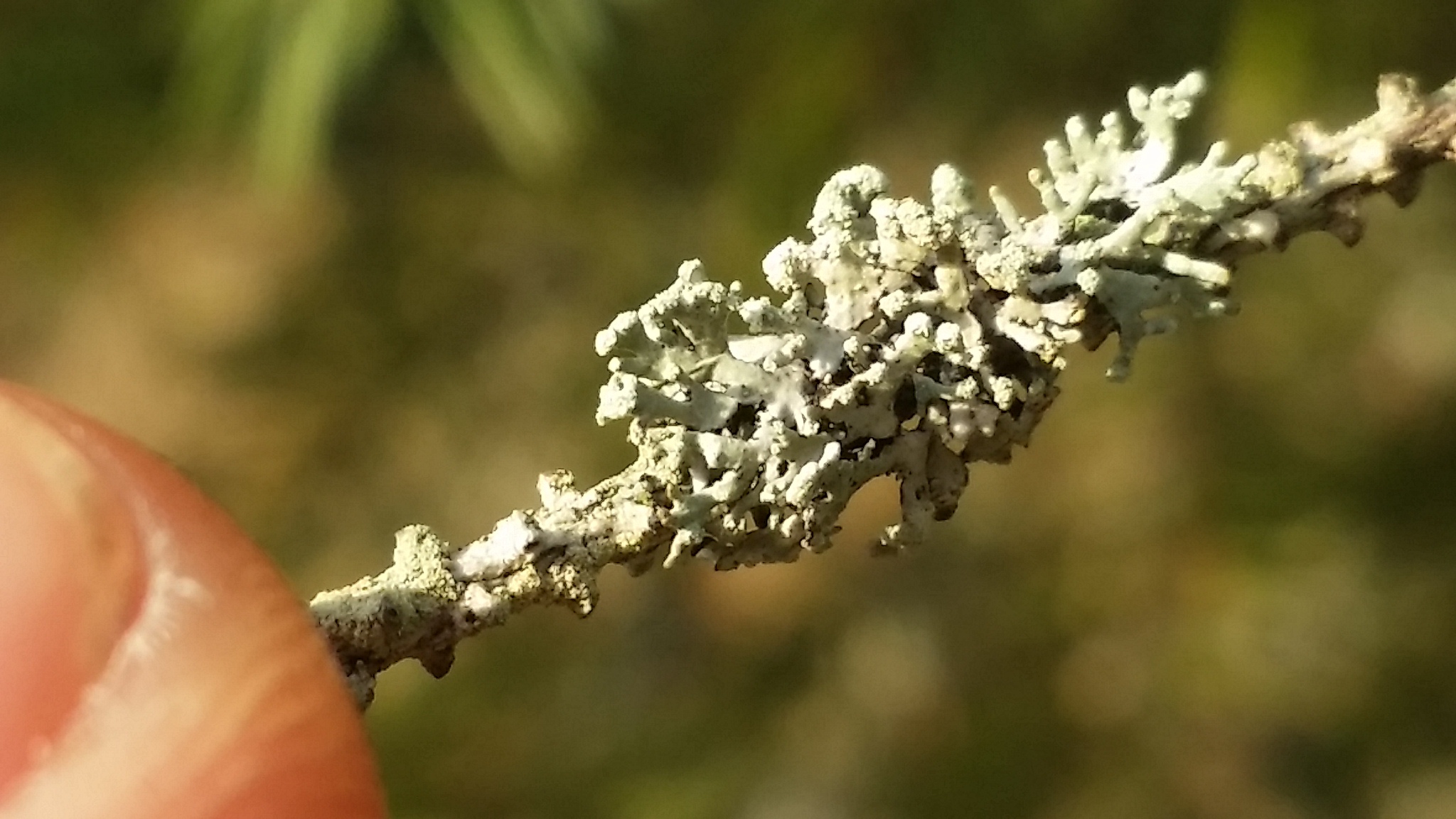 Cavernularia hultenii image