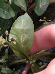 Phytomyza crassiseta