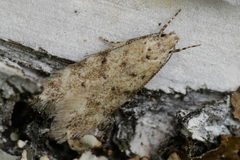 Pseudotelphusa paripunctella
