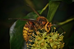 Vespa crabro