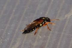 Staphylinus caesareus