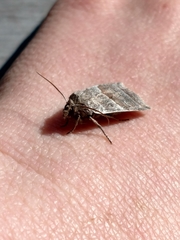 Eupsilia devia