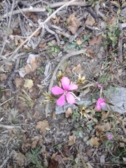 Dianthus armeria