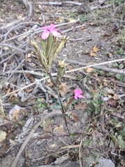 Dianthus armeria
