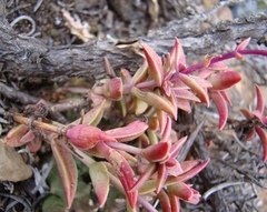 Crassula capitella thyrsiflora