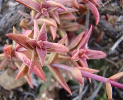 Crassula capitella thyrsiflora