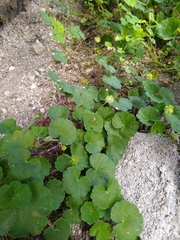 Hydrocotyle bonplandii