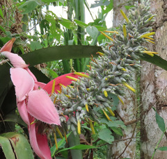 Aechmea longicuspis