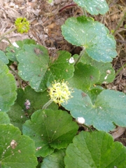 Hydrocotyle bonplandii