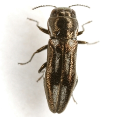 Agrilus bentseni