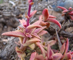 Crassula capitella thyrsiflora