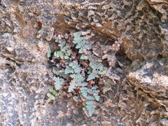 Myriopteris gracilis