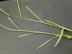 Urochloa platyphylla