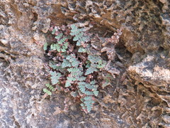 Myriopteris gracilis