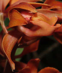 Mormodes