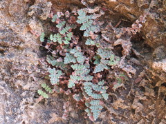 Myriopteris gracilis