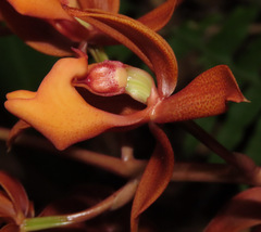 Mormodes