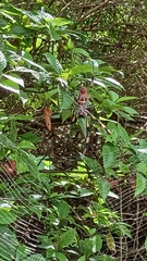 Trichonephila clavipes image