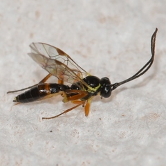 Diplazontinae