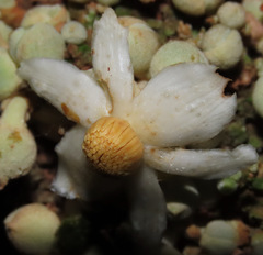 Carpotroche longifolia