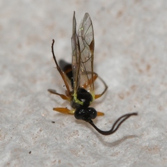 Diplazontinae